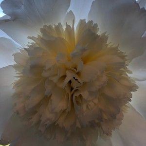 Meet your Posher, Cher